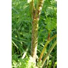 Foltos bürök (Conium maculatum) vetőmag