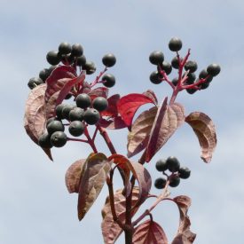 Veresgyűrű som (Cornus sanguinea) vetőmag
