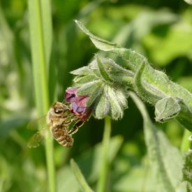   Közönséges ebnyelvűfű (Cynoglossum officinalis) vetőmag