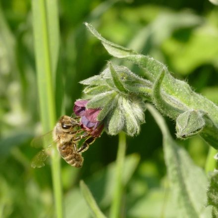 Közönséges ebnyelvűfű (Cynoglossum officinalis) vetőmag