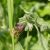 Közönséges ebnyelvűfű (Cynoglossum officinalis) vetőmag