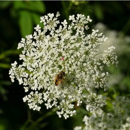 Vadmurok (Daucus carota) vetőmag