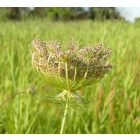 Vadmurok (Daucus carota) vetőmag