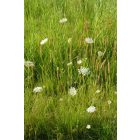 Vadmurok (Daucus carota) vetőmag