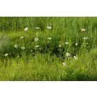 Vadmurok (Daucus carota) vetőmag