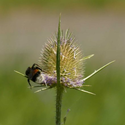 Erdei mácsonya (Dipsacus fullonum) vetőmag