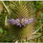 Erdei mácsonya (Dipsacus fullonum) vetőmag