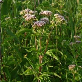 Sédkender (Eupatorium cannabinum) vetőmag