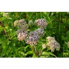 Sédkender (Eupatorium cannabinum) vetőmag