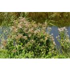 Sédkender (Eupatorium cannabinum) vetőmag