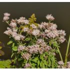 Sédkender (Eupatorium cannabinum) vetőmag