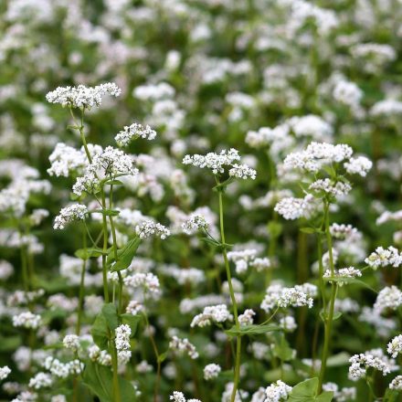 Hajdina (Fagopyrum esculentum) vetőmag