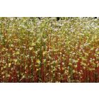 Hajdina (Fagopyrum esculentum) vetőmag