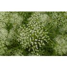 Sarlófű (Falcaria vulgaris) vetőmag