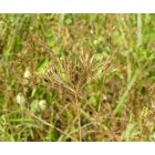 Sarlófű (Falcaria vulgaris) vetőmag