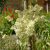 Koloncos legyezőfű (Filipendula vulgaris) vetőmag