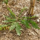 Koloncos legyezőfű (Filipendula vulgaris) vetőmag