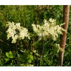 Koloncos legyezőfű (Filipendula vulgaris) vetőmag