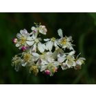 Koloncos legyezőfű (Filipendula vulgaris) vetőmag