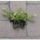 Koloncos legyezőfű (Filipendula vulgaris) vetőmag