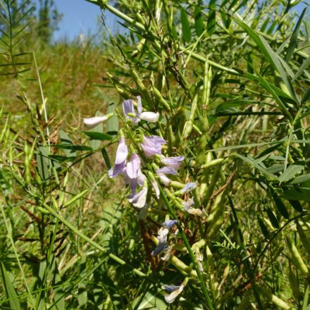 Orvosi kecskeruta (Galega officinalis) vetőmag