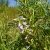 Orvosi kecskeruta (Galega officinalis) vetőmag