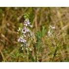 Orvosi kecskeruta (Galega officinalis) vetőmag