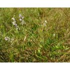 Orvosi kecskeruta (Galega officinalis) vetőmag