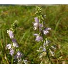 Orvosi kecskeruta (Galega officinalis) vetőmag