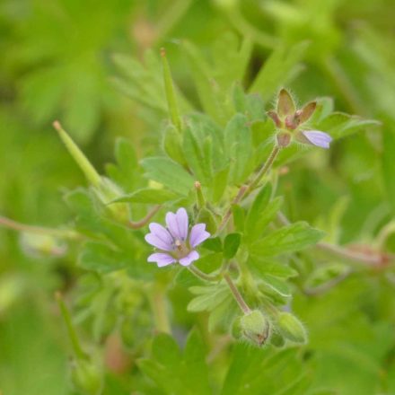 Apró gólyaorr (Geranium pusillum) vetőmag