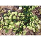 Apró gólyaorr (Geranium pusillum) vetőmag