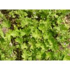 Apró gólyaorr (Geranium pusillum) vetőmag