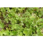 Apró gólyaorr (Geranium pusillum) vetőmag