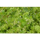 Apró gólyaorr (Geranium pusillum) vetőmag