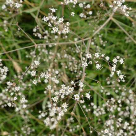 Buglyos fátyolvirág (Gypsophila paniculata) vetőmag