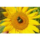 Napraforgó ’Iregi csíkos’ (Helianthus annuus) vetőmag