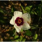 Varjúmák (Hibiscus trionum) vetőmag