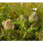 Varjúmák (Hibiscus trionum) vetőmag