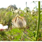 Varjúmák (Hibiscus trionum) vetőmag