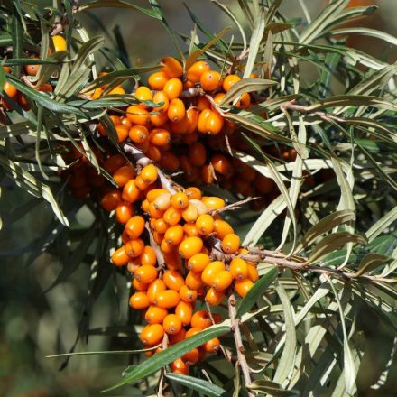 Homoktövis (Hippophae rhamnoides) vetőmag