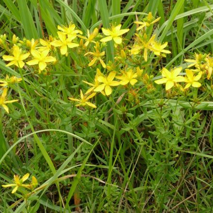 Közönséges orbáncfű (Hypericum perforatum) vetőmag