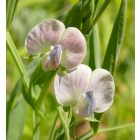 Szegletes lednek (Lathyrus sativus) vetőmag