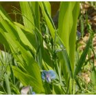 Szegletes lednek (Lathyrus sativus) vetőmag