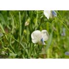 Szegletes lednek (Lathyrus sativus) vetőmag