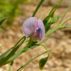 Szegletes lednek (Lathyrus sativus) vetőmag
