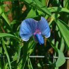 Szegletes lednek (Lathyrus sativus) vetőmag
