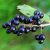 Közönséges fagyal (Ligustrum vulgare) vetőmag