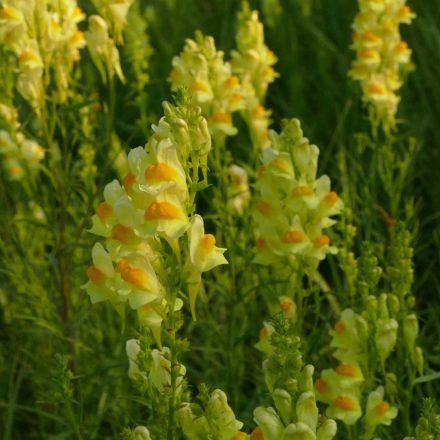 Közönséges gyújtoványfű (Linaria vulgaris) vetőmag