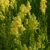 Közönséges gyújtoványfű (Linaria vulgaris) vetőmag