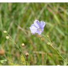 Évelő len (Linum perenne) vetőmag